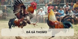 đá gà thomo